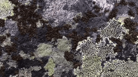 giphy-3.gif